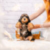 Max - Mini F1b Boy - Image 4