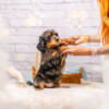Max - Mini F1b Boy - Image 5