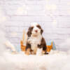 Magnum - Mini F1b Boy - Image 2