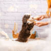 Magnum - Mini F1b Boy - Image 5