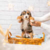 Pepper - Mini F1b Boy - Image 2