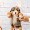 Pepper - Mini F1b Boy