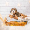 Pepper - Mini F1b Boy - Image 4