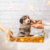 Pepper - Mini F1b Boy - Image 5
