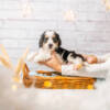 Picasso - Mini F1b Boy Unfurnished - Image 4