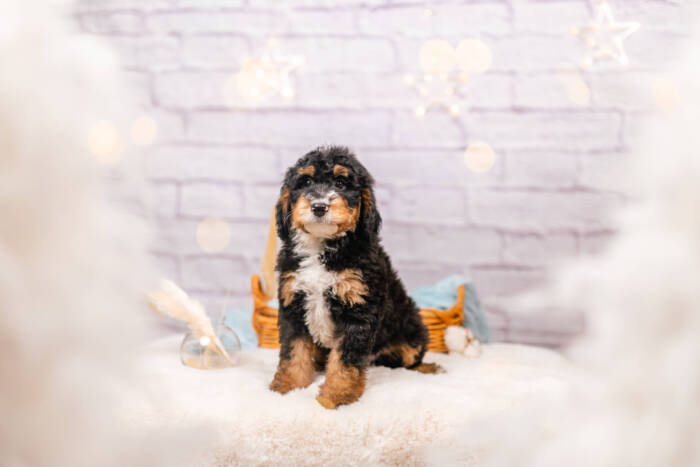 Moose - Mini F1b Boy - Image 2