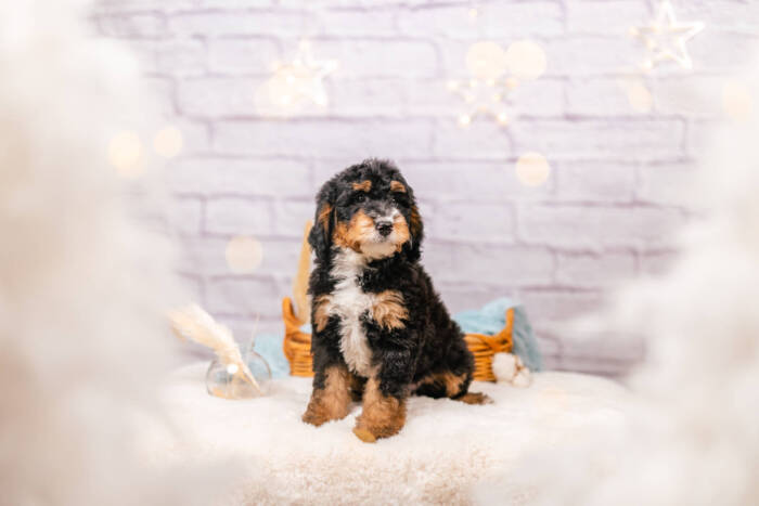Moose - Mini F1b Boy - Image 3