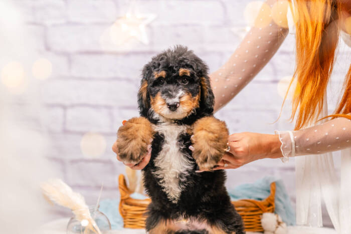 Moose - Mini F1b Boy