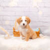 Peanut - Mini F1b Boy - Image 2