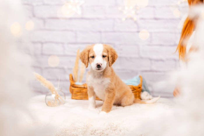 Peanut - Mini F1b Boy - Image 2