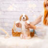 Peanut - Mini F1b Boy - Image 4