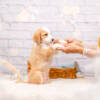 Peanut - Mini F1b Boy - Image 5
