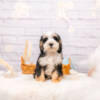 Pebbles - Mini F1b Girl - Image 2