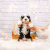 Pebbles - Mini F1b Girl - Image 4