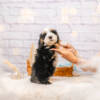 Pebbles - Mini F1b Girl - Image 5