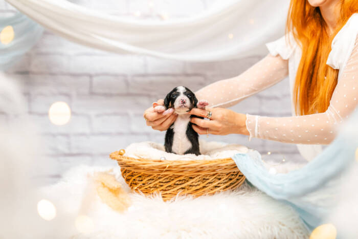Pepe Le Pew - Mini F1b Boy - Image 5