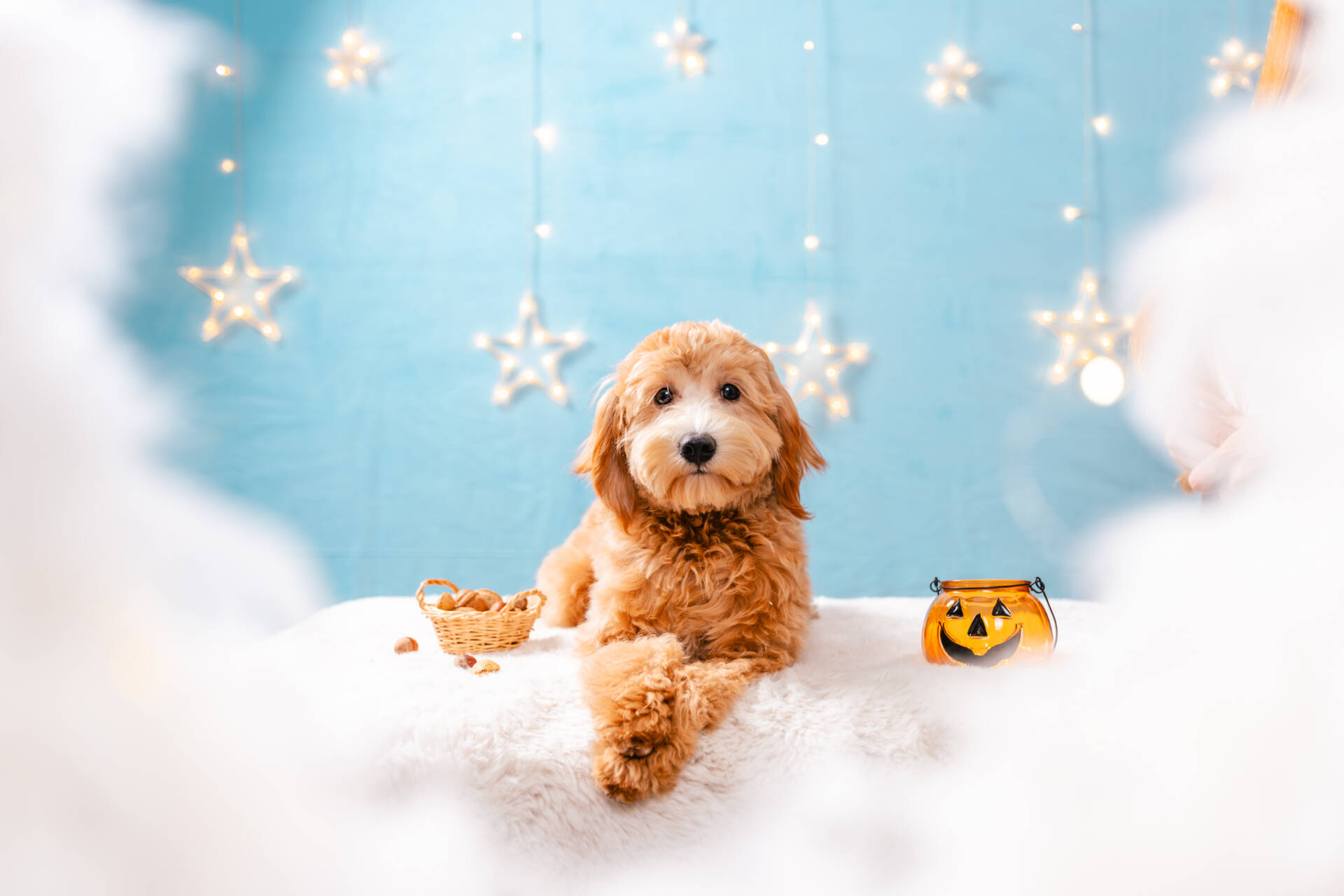 Princess - Mini F2 Girl - Image 2