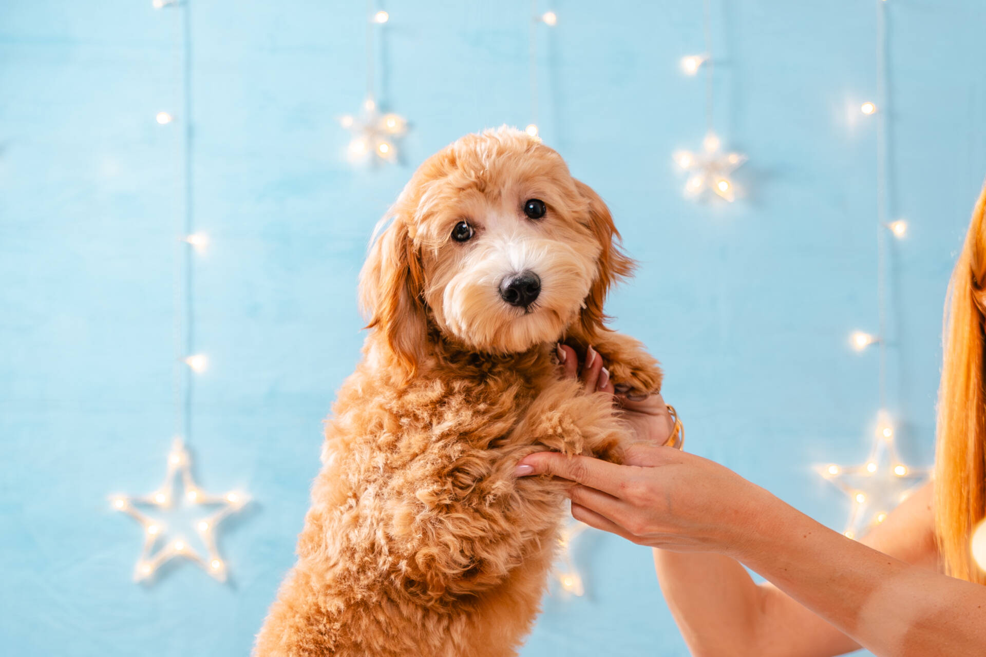 Princess - Mini F2 Girl - Image 7