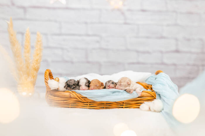 Micro F1b Litter Fall 2025 - Image 2
