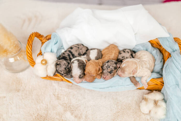 Micro F1b Litter Fall 2025 - Image 3