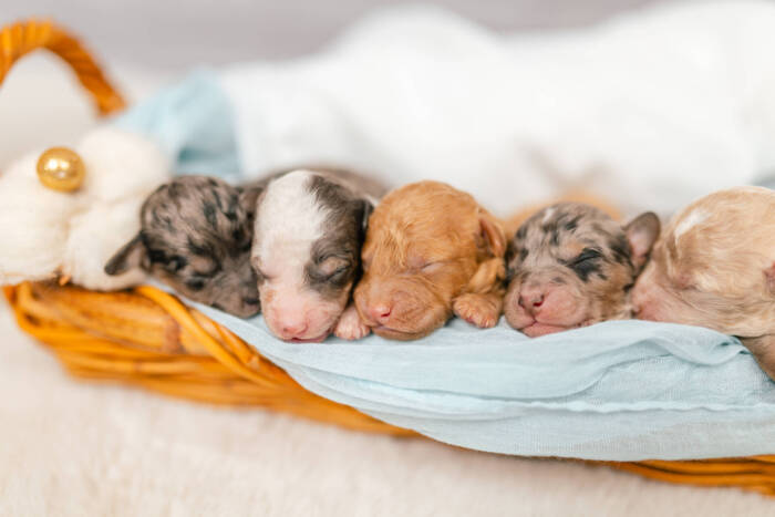 Micro F1b Litter Fall 2025 - Image 4