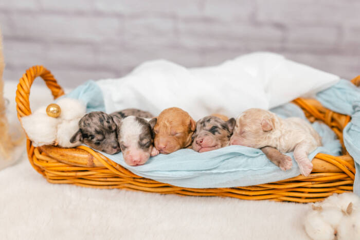 Micro F1b Litter Fall 2025 - Image 5