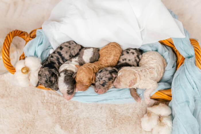Micro F1b Litter Fall 2025