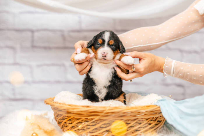 Napoleon - Mini Ultra Boy