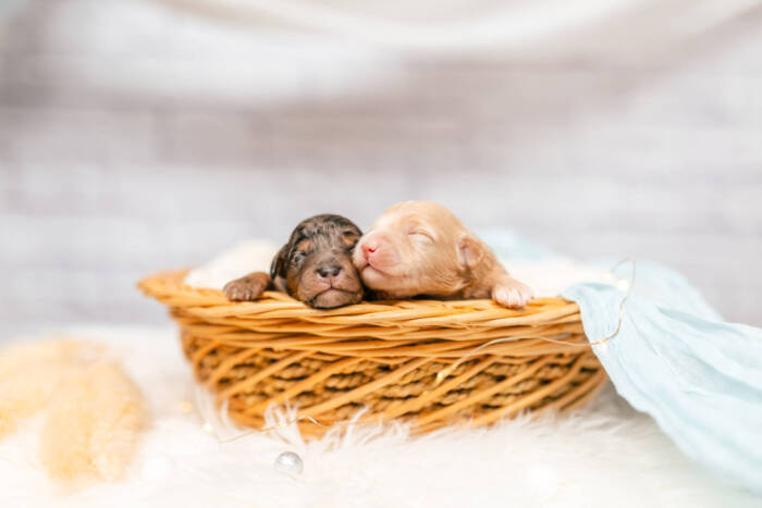 Mini F2 Litter June Boys - Image 2