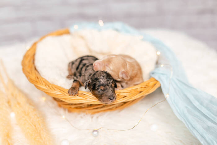 Mini F2 Litter June Boys