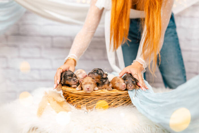 Mini F2 Litter June Girls - Image 10