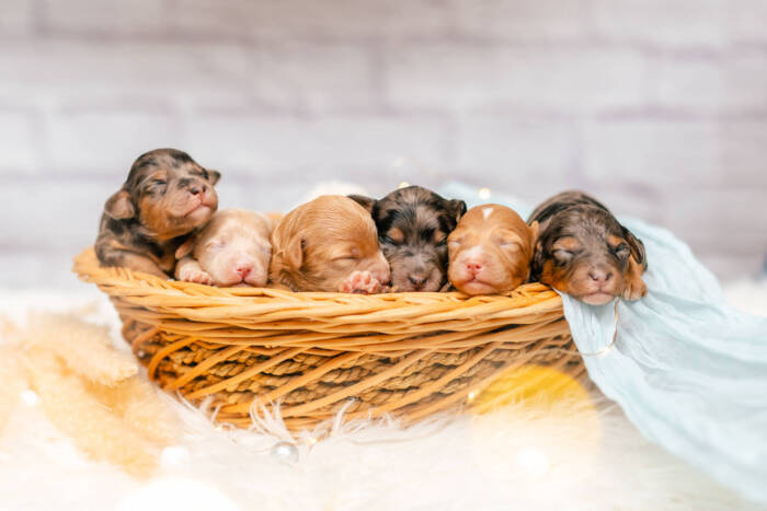 Mini F2 Litter June Girls - Image 2