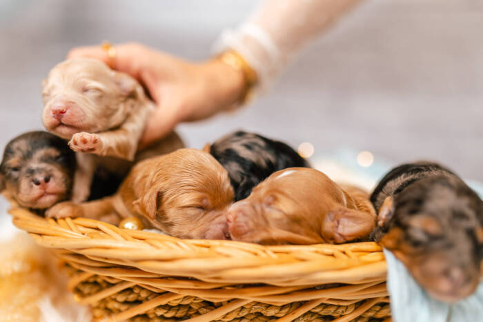 Mini F2 Litter June Girls - Image 3