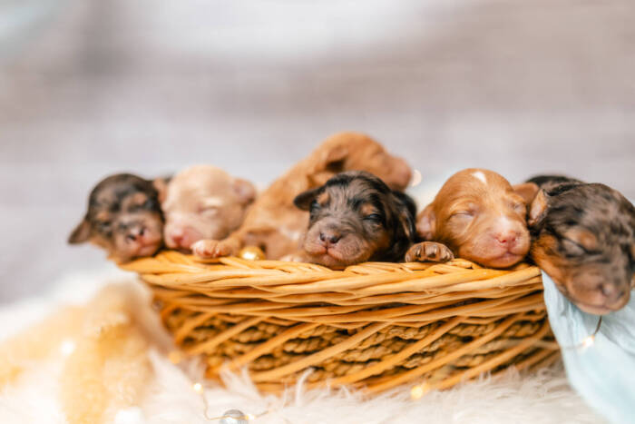 Mini F2 Litter June Girls - Image 4