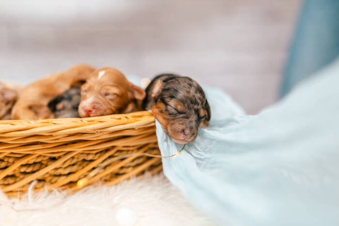 Mini F2 Litter June Girls - Image 5