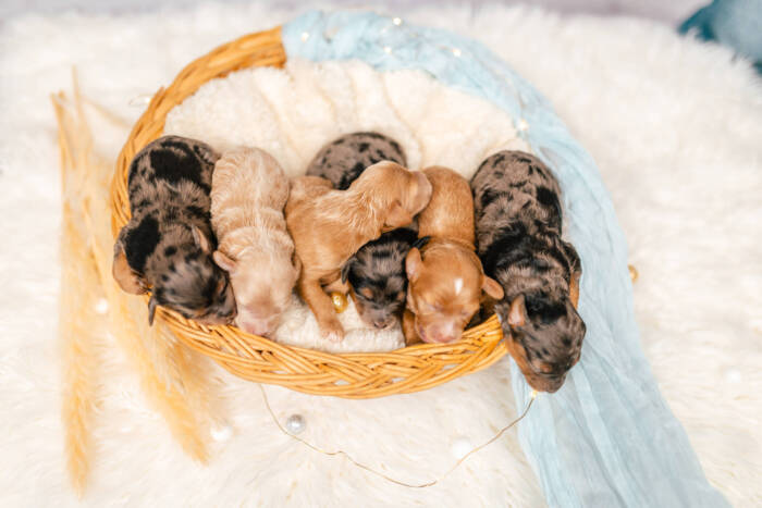 Mini F2 Litter June Girls - Image 6