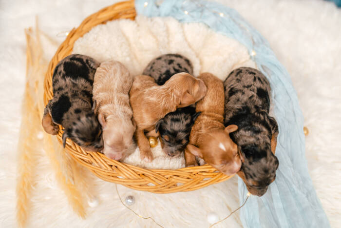 Mini F2 Litter June Girls