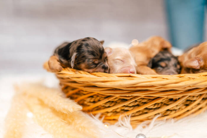 Mini F2 Litter June Girls - Image 8
