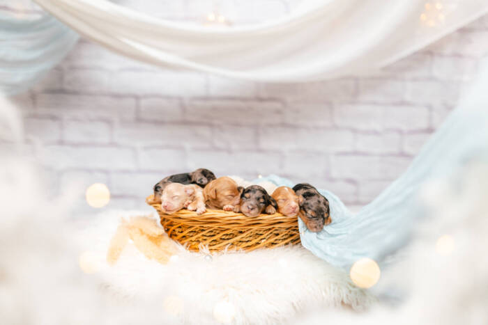 Mini F2 Litter June Girls - Image 9
