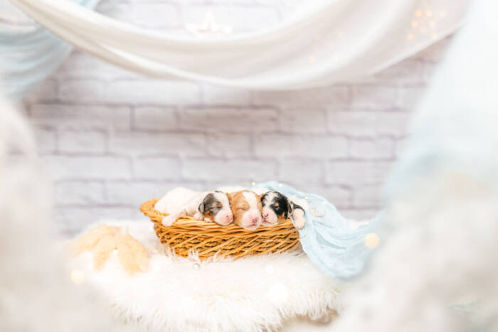Mini F2 Litter June Boys - Image 2