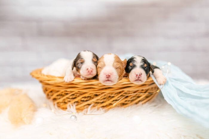 Mini F2 Litter June Boys