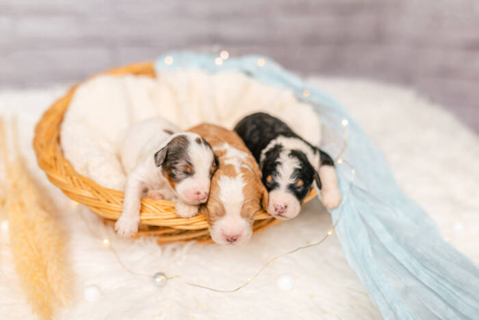 Mini F2 Litter June Boys - Image 4