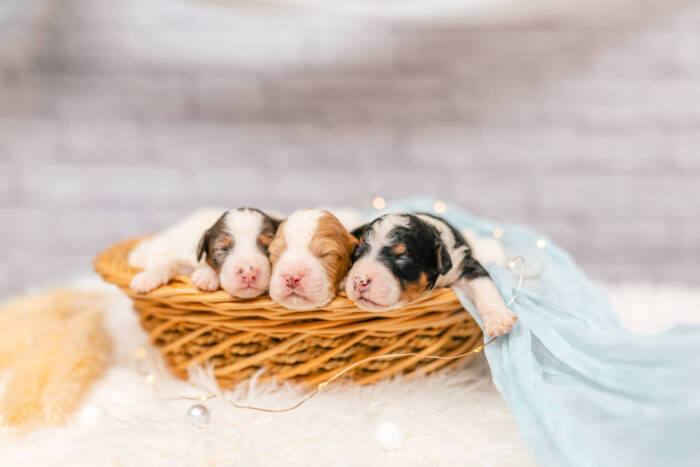 Mini F2 Litter June Boys - Image 5