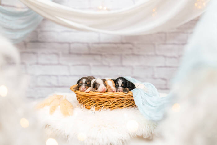 Mini F2 Litter June Girls - Image 2