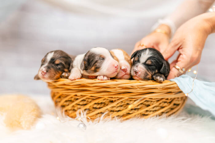 Mini F2 Litter June Girls - Image 3