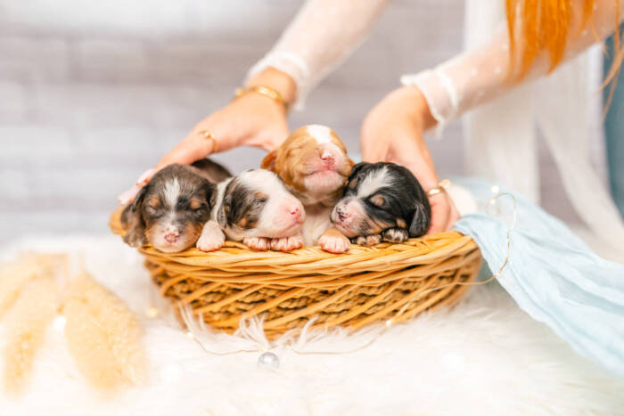 Mini F2 Litter June Girls