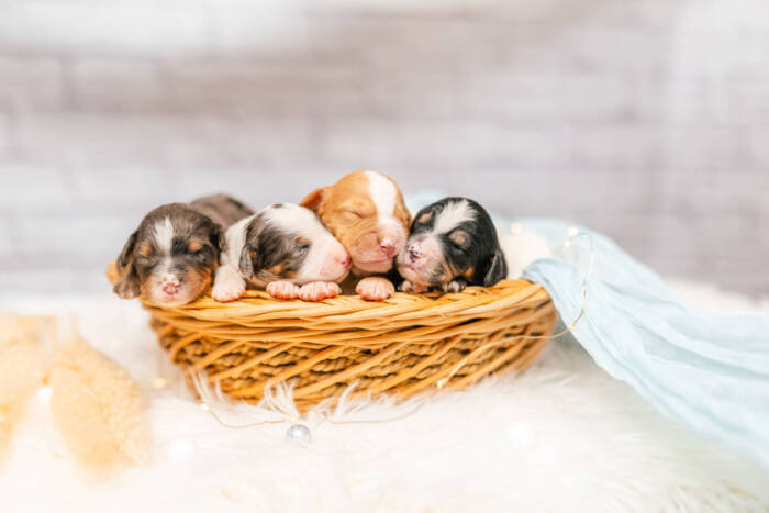 Mini F2 Litter June Girls - Image 5