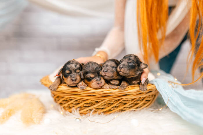Micro Multigen Litter June Boys - Image 4