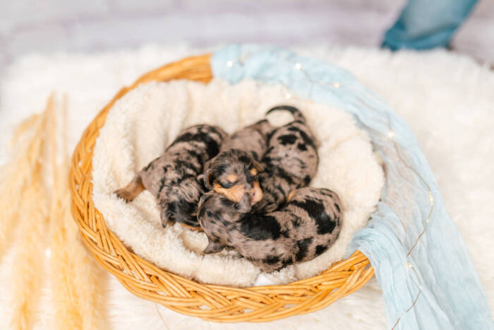 Micro Multigen Litter June Boys - Image 7