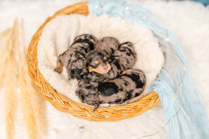 Micro Multigen Litter June Boys
